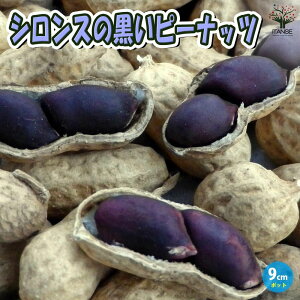 yzԐ̕c VX̍s[ibc ؕc 9cm|bgc Ԑc c s[ibcc ҁ[Ȃ s[ibc Ԑ ƒ؉ x_ In͔| ȒP