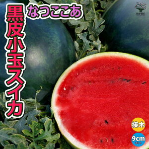 yzԏʃXCJ Ȃ ؕc 9cm|bgږؕc XCJc c Zc K[fjO ƒ؉ x_ In͔| ȒP͔| v^[ A A ʎc  