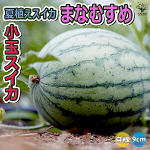 ySSԑSi10OFFzXCJc ĐAXCJ ܂Ȃނ ؕc 9cm|bgc c Zc Ϗ i x_ In͔| E ʃXCJ lC Â i Ė ̔X watermelo