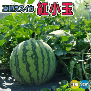 yzXCJc ĐAXCJ g ؕc 9cm|bgc c Zc Ϗ i x_ In͔| E ʃXCJ lC Â i Ė ̔X watermelon  