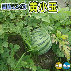 ySSԑSi10OFFzXCJc ĐAXCJ  ؕc 9cm|bgc c Zc Ϗ i x_ In͔| E ʃXCJ lC Â i Ė ̔X watermelon 