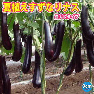 yzĐAȂiX ( iX ) ؕc 9cm|bgc Ϗ i iXc Ȃc iXrc Ȃѕc ֎qc ƒ؉ K[fjO x_ ȒP͔| A A v