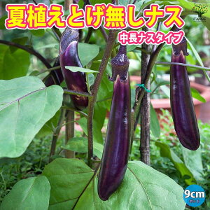�y�}���\����P5�{�z�ĐA�������Ȃ�Ƃ������Ȃ� ( �����i�X ) ��ؕc 9cm�|�b�g�����c �i�X�c �Ȃ��c �i�X�r�c �Ȃ��ѕc �֎q�c �ƒ�؉� �K�[�f�j���O �x�����_ �ȒP�͔| ���A�� �v�����^�[ 