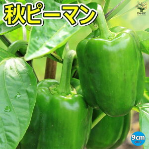 【マラソン期間★ポイント5倍】秋ピーマン 野菜苗 9cmポット自根苗 ピーマン苗 ぴーまん苗 露地栽培 ハウス栽培 ベランダ菜園 夏野菜 秋野菜 夏植え 秋植え green pepper 販売店 送料無料 即納