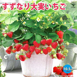 ySSԑSi10OFFzȂ 2Zbg` ؕc 10.5cm|bg c C`Sc 䕕c Xgx[  K[fO ƒ؉ _ _ In x_ n ʎc v