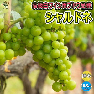 yzԂǂc Vhl ʎc 10.5cm|bg}ؕc uhE c ϊ  ƌ Ă₷ ӏܗp S Â _ _ } lC i C | A  
