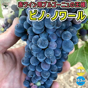 ySSԑSi10OFFzԂǂc sm m[ ʎc 10.5cm|bg}ؕc uhE c ϊ  ƌ Ă₷ ӏܗp S Â _ _ } lC i C | A 