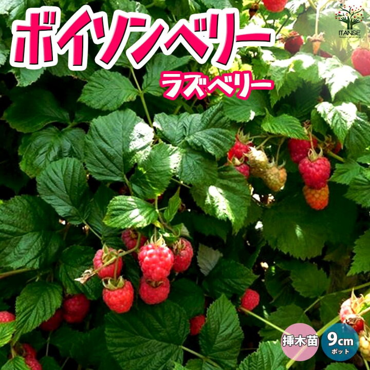 楽天市場】【マラソンP☆5倍】ラズベリーの苗木 ボイソンベリー 果樹苗 