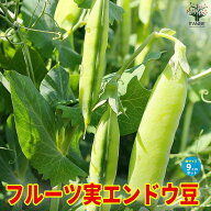 【送料無料】すずなりフルーツ実エンドウ豆 野菜苗9cmポット自根苗 収穫 苗 ベランダ 簡単 栽培 えんどう…