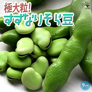 yzɑ嗱! Ȃ肻瓤̕c ؕc9cm|bgc n c x_ ȒP ͔| 瓤 \} ܂ Broad beans InA nEX͔|  [