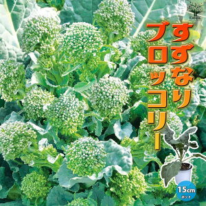 【マラソン期間★ポイント5倍】すずなりブロッコリー 野菜苗 15cmポット自根苗 ブロッコリー苗 ぶろっこりー苗 多収穫 茎ブロッコリー 長期間 ビタミC カロテン 葉 甘味 甘い 大人気 果菜 送