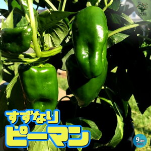 【マラソン期間★ポイント5倍】すずなりピーマン 野菜苗9cmポット自根苗 ピーマン苗 ぴーまん苗 露地栽培 ハウス栽培 ベランダ菜園 夏野菜 秋野菜 夏植え 秋植え green pepper 送料無料 即納