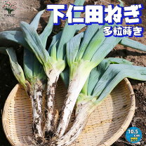 楽天市場】下仁田 ネギ 苗の通販