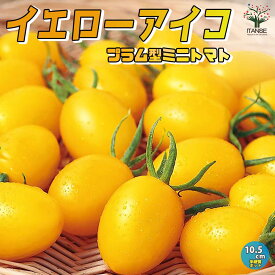 【送料無料】ミニトマトの苗 イエローアイコ 高糖度 カラフル 野菜の苗 10.5cmポット 自根苗 トマト苗 とまと苗 ミニトマト苗 トマトの苗 とまとの苗 プチトマト ガーデニング 家庭菜園 プランター菜園 ベランダ菜園 送料無料 即納