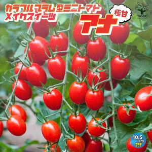 yzɊÃv^t[c~jg}g CNXC[c Ai t[c~jg}g̕c ؂̕c 10.5cm|bg c t[cg}g x g}gc Ƃ܂ƕc ~jg}g v`g}g 