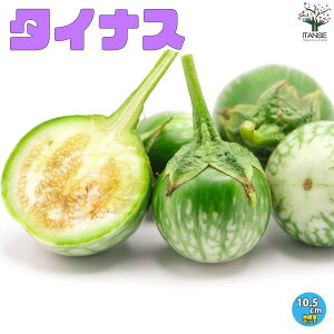 yz^CiX̕c ؂̕c 10.5cm|bg c iX̕c iXc Ȃc ֎qc ֎q̕c ؕc n K[fjO ƒ؉ L@͔| d ؍ x_؉ t Ė