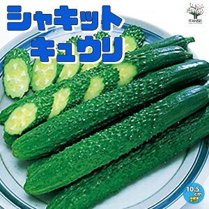 yzイ̕c VLbgイ ؂̕c 10.5cm|bg c イc LEc ӉZc ؕc ƒ؉ n x_؉ t Ė K[fjO ƒ؉ L@