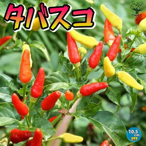 ySSԑSi10OFFz^oXR̕c ؂̕c 10.5cm|bg c Ƃ炵 Ƃ炵̕c gEKV ^oXR ^oXRybp[̕c ^oXRybp[ Tabasco gEKVc ^oXR̕c 