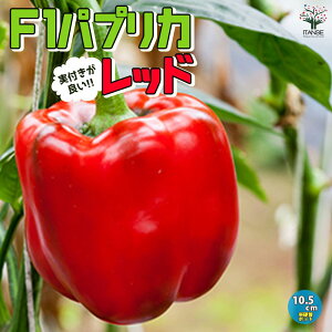 【マラソン期間★ポイント5倍】F1パプリカの苗 レッド 実付きが良い 野菜の苗 10.5cmポット 自根苗 パプリカ苗 ぱぷりか苗 野菜苗 家庭菜園 ベランダ菜園 春野菜 夏野菜 夏植え 有機栽培 畑仕