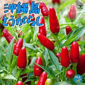 【SS期間★ポイントUP】とうがらしの苗 沖縄島とうがらし【野菜の苗 10.5cmポット 自根苗】とうがらし とうがらし苗 トウガラシ トウガラシ苗 唐辛子苗 島とうがらし苗 野菜苗 家庭菜園 ベランダ菜園 野菜作り シマトウガラシ 辛味調味料