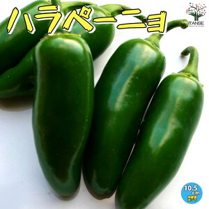 ySSԑSi10OFFzny[j̕c ؂̕c 10.5cm|bg c Ƃ炵 Ƃ炵̕c gEKV ؕc ƒ؉ x_؉ L@͔| ؍ x_؉ LVR Jala