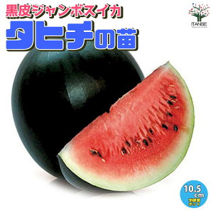 yzXCJ̕c W{XCJ ^q` ؂̕c 10.5cm|bg c ؕc K[fjO ƒ؉ watermelon suica  XCJ ʎ E Z Â 傫 x_؉ L@