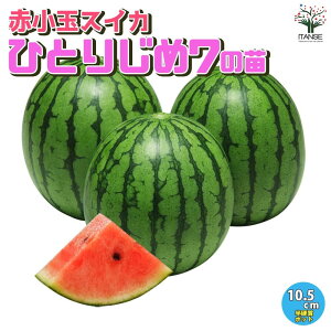 yzXCJ̕c ԏʃXCJ ЂƂ肶7 ( ЂƂ肶߃Zu ) ؂̕c 10.5cm|bg c ؕc K[fjO ƒ؉ watermelon suica  XCJ Z Â  x_