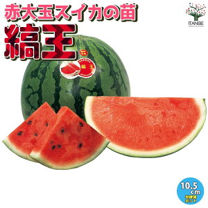 yzXCJ̕c ԑʃXCJ ȉ ( ܂ ) ؂̕c 10.5cm|bg c ؕc  ʕ ʎc K[fjO ƒ؉ watermelon suica  XCJ  [