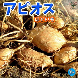 yzAsIX̕c ؂̕c 9cm|bg oc AsIX قǂ AsIXقǂ AJzhC AJقǂ c Cc c C̕c Nؕc  [