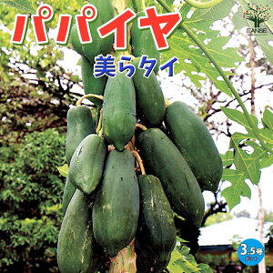 ySSԑSi10OFFz^C ( `^C ) ppC̕c ʎ̕c 10.5cm ppC ςς ppC̕c papaiya ςς̕c Mщʎ gsJ  [