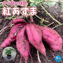 楽天市場】さつまいも 苗 1000本の通販
