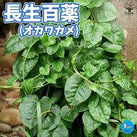 【送料無料】長生百薬 オカワカメの苗 野菜の苗 9cmポット 長寿の薬草 雲南百薬 うんなんひゃくやく おか…