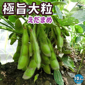 【送料無料】極早生で多収穫！極旨大粒枝豆 枝豆の苗【野菜の苗 10.5cmポット】枝豆苗 枝豆の苗 えだまめの苗 えだ豆の苗 大豆 豆類 野菜苗 簡単栽培 家庭菜園