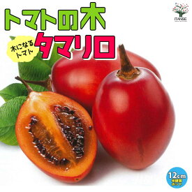 【送料無料】トマトの木 ( タマリロ ) の苗 10.5cmポット 自根苗 果樹苗 タマリロ苗 たまりろ苗 ベランダ 露地栽培 tomato 春植え 夏植え 野菜苗 フルーツ ツリートマト 希少 品種 送料無料 即納