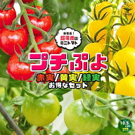 【送料無料】プチぷよ2 赤実 プチぷよ 黄色実 グリーン 3色セット 新食感！薄皮ミニトマト 10.5cmポット …