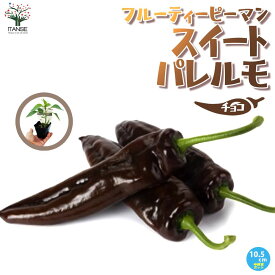 【送料無料】フルーティーピーマン・スイートパレルモ"チョコ"の苗【野菜苗 10.5cmポット自根苗】パレルモ苗 パプリカ苗 ピーマン苗 家庭菜園 ガーデニング ベランダ 露地栽培 簡単栽培 鉢植え プランター 人気 甘い