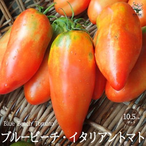 yzu[r[` C^Ag}g̕c ( iFBlue Beach Tomato C^Ag}g ) Œؕc10.5cm|bg c ʃg}g g}gc ƒ؉ K[fjO x_ In͔| 