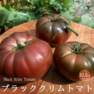 yzubNNg}g̕c ( iFBlack krim Tomato ) Œؕc10.5cm|bg c g}g ʃg}g g}gc ƒ؉ K[fjO x_ In͔| ȒP͔| v^