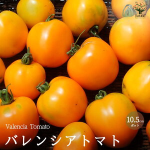 yzoVAg}g̕c ( iFValencia Tomato ) Œؕc10.5cm|bg c ʃg}g ʃg}g g}gc ƒ؉ K[fjO x_ In͔| ȒP͔| v^[ 