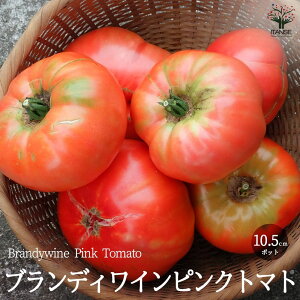 yzufBC sNg}g̕c ( iFBrandywine Pink Tomato ) Œؕc10.5cm|bg c ʃg}g g}gc ƒ؉ K[fjO x_ In͔| ȒP͔| v
