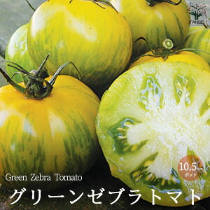 yzO[[ug}g̕c ( iFGreen Zebra Tomato ) Œؕc10.5cm|bg c ʃg}g ʃg}g g}gc ƒ؉ K[fjO x_ In͔| ȒP͔| v