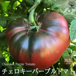 yz`FL[p[vg}g̕c ( iFCherokee Purple Tomato ) Œؕc10.5cm|bg c ʃg}g g}gc ƒ؉ K[fjO x_ In͔| ȒP͔| v^[