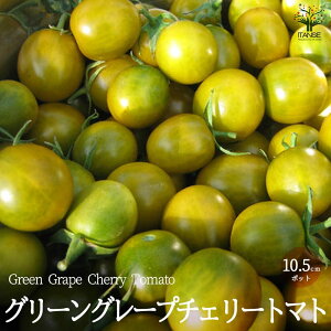 yzO[O[v`F[g}g̕c ( iFGreen Grape Cherry Tomato ) Œؕc10.5cm|bg c ʃg}g g}gc ƒ؉ K[fjO x_ In͔| ȒP͔| v