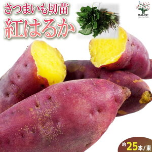 種 さつまいも 苗の人気商品・通販・価格比較 - 価格.com