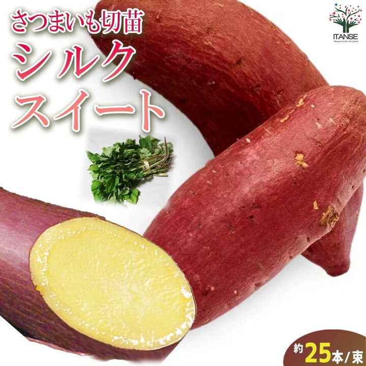 楽天市場】【送料無料】さつまいも切苗 品種：シルクスイート【野菜の 