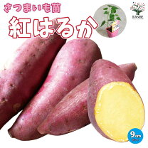 楽天市場】紅はるか 苗 100本の通販 