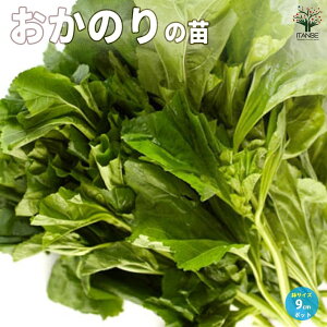 y}\ԁPAbvẑ ؂̕c 9cm|bg IJm  n^Pi mi ̂ ̂ ؕc t ƒ؉  [