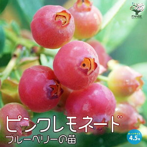 ySSԑSi10OFFzu[x[̕c sNl[h ʎ̕c 4.5 u[x[c Ԃ[ׂ[ blue berry K[fjO Mtg V{c[  v[g Ԗ A V{