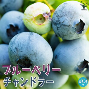 yzu[x[ `h[ ʎ̕c 4.5`5|bg ʎ ʎc ʎ̕c t[c ʕ u[x[ Vaccinium blue x[  [