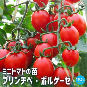 yz~jg}g v`y {Q[[ ؂̕c 10.5cm|bg ؕc g}gc Ƃ܂ƕc ~jg}gc g}g̕c Ƃ܂Ƃ̕c v`g}g K[fjO  [